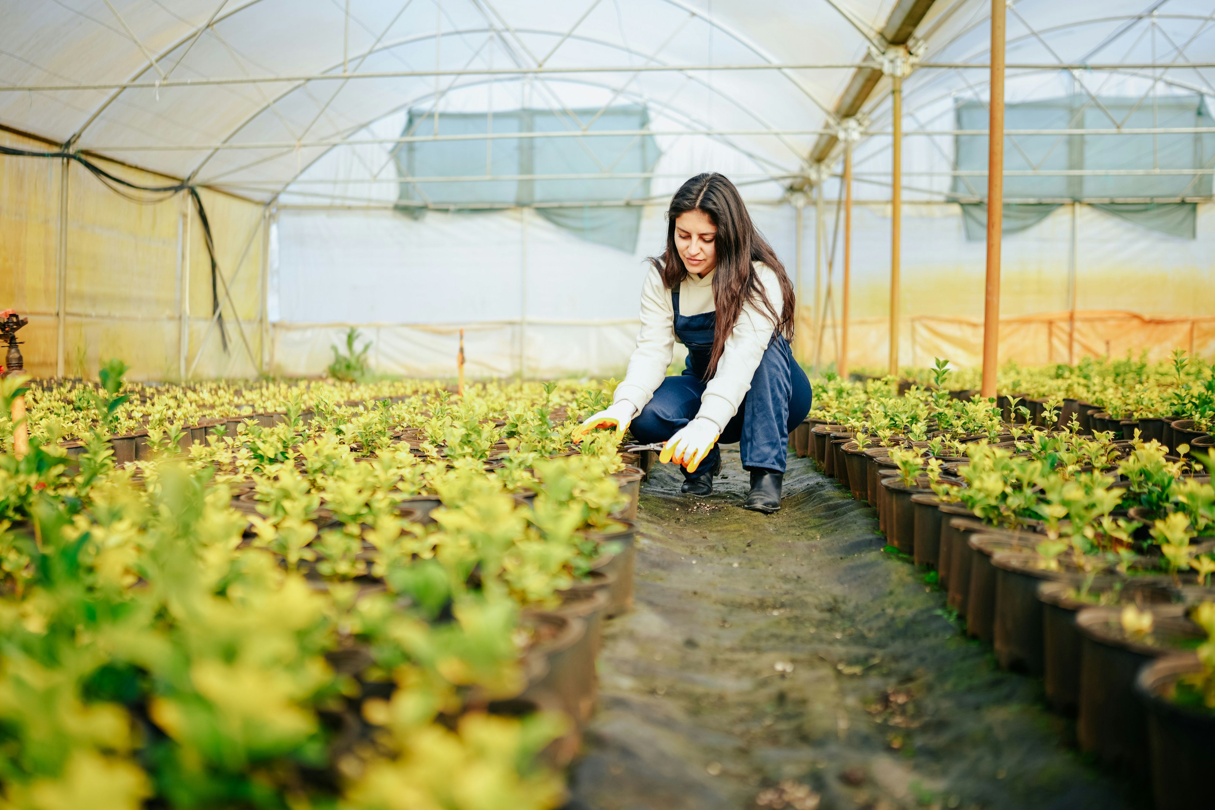 Grower in a greenhouse tending to potted plants