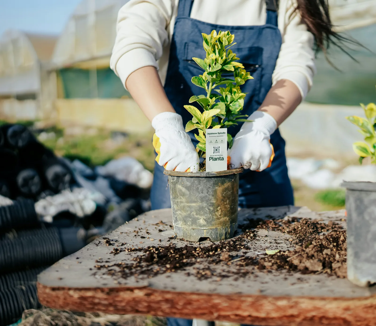 Hands placing a Planta plant pick into a freshly potted plant